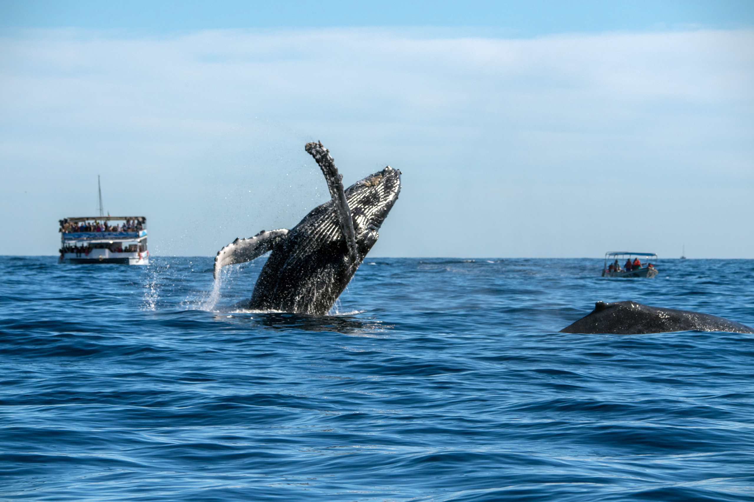 whale watching on Labor Day weekend in laguna Beach